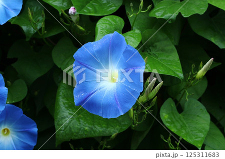 西洋あさがお3（カレドニアブルー） 125311683