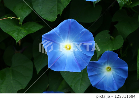 西洋あさがお1（カレドニアブルー） 125311684