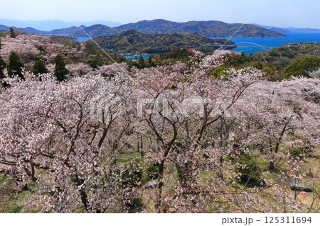 【愛媛県】開山公園の満開の桜と大三島橋(しまなみ海道) 【愛媛県】開山公園の満開の桜と大三島橋(しまなみ海道) 125311694