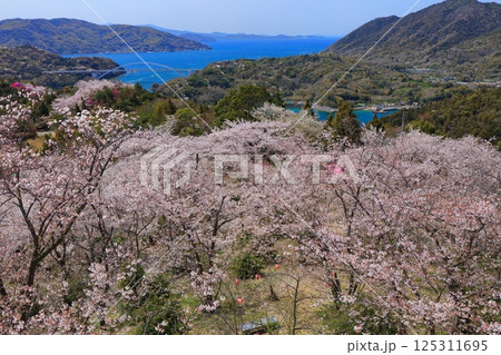 【愛媛県】開山公園の満開の桜と大三島橋（しまなみ海道） 125311695