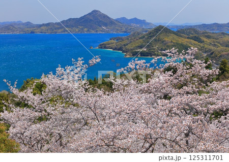 【愛媛県】開山公園の満開の桜と岩城島 125311701