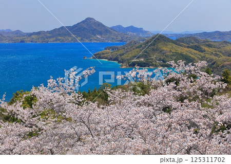 【愛媛県】開山公園の満開の桜と岩城島 【愛媛県】開山公園の満開の桜と岩城島 125311702