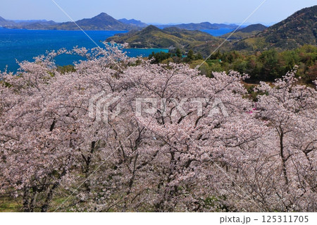 【愛媛県】開山公園の満開の桜と岩城島 125311705