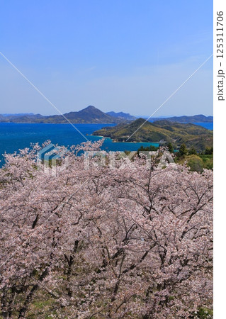 【愛媛県】開山公園の満開の桜と岩城島 125311706