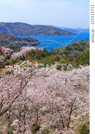 【愛媛県】開山公園の満開の桜と大三島橋（しまなみ海道） 125311711