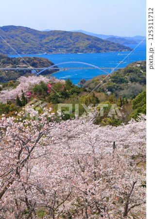 【愛媛県】開山公園の満開の桜と大三島橋（しまなみ海道） 125311712