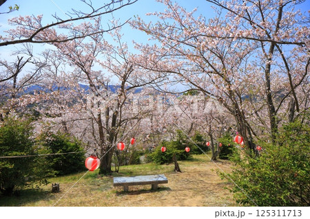 【愛媛県】晴天の開山公園の満開の桜 【愛媛県】晴天の開山公園の満開の桜 125311713