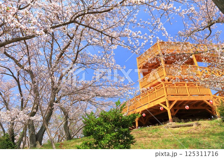 【愛媛県】晴天の開山公園の展望台と満開の桜 【愛媛県】晴天の開山公園の展望台と満開の桜 125311716