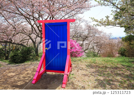 【愛媛県】晴天の開山公園の満開の桜 125311723