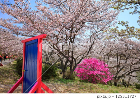 【愛媛県】晴天の開山公園の満開の桜と躑躅 125311727