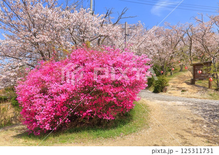 【愛媛県】晴天の開山公園の満開の桜と躑躅 【愛媛県】晴天の開山公園の満開の桜と躑躅 125311731