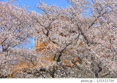 【愛媛県】晴天の開山公園の展望台と満開の桜 125311734