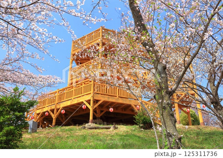 【愛媛県】晴天の開山公園の展望台と満開の桜 【愛媛県】晴天の開山公園の展望台と満開の桜 125311736