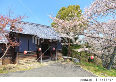 【愛媛県】晴天の開山公園の開山観音堂と満開の桜 125311737
