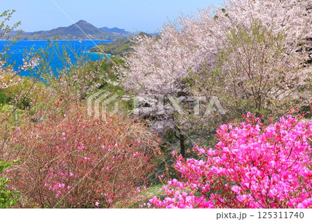 【愛媛県】開山公園の満開の桜と岩城島 125311740