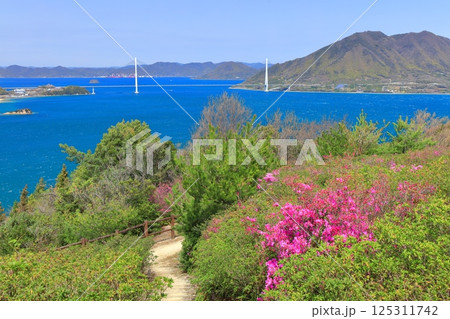 【愛媛県】開山公園のツツジと多々良大橋(しまなみ海道) 【愛媛県】開山公園のツツジと多々良大橋(しまなみ海道) 125311742