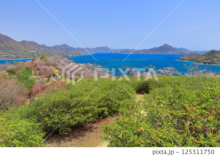 【愛媛県】開山公園の満開の桜と岩城島 125311750
