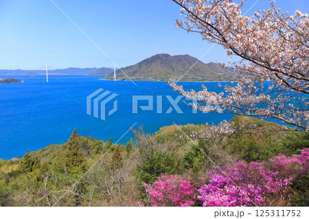 【愛媛県】開山公園の満開の桜と多々良大橋（しまなみ海道） 125311752