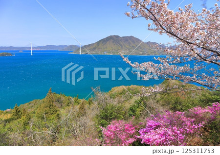 【愛媛県】開山公園の満開の桜と多々良大橋（しまなみ海道） 125311753