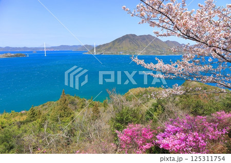 【愛媛県】開山公園の満開の桜と多々良大橋(しまなみ海道) 【愛媛県】開山公園の満開の桜と多々良大橋(しまなみ海道) 125311754