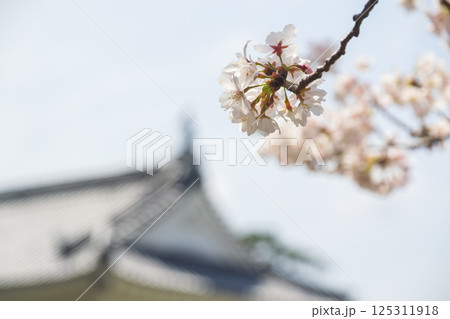 桜と小田原城 銅門 桜と小田原城 銅門 125311918
