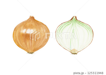 玉ねぎ　野菜 断面　水彩 イラスト 125311948