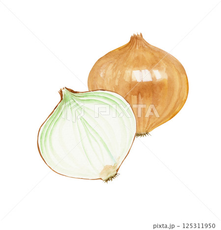 玉ねぎ　野菜 断面　水彩 イラスト 125311950