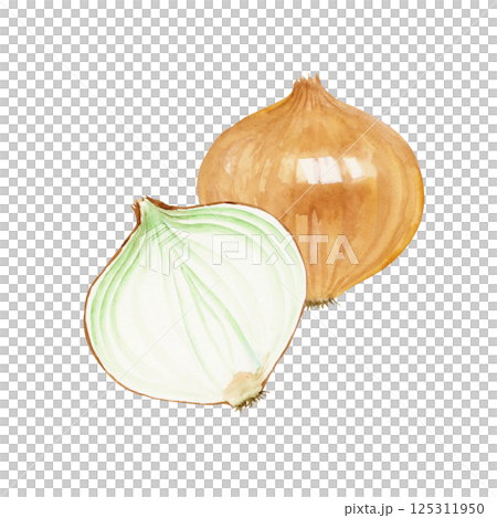 玉ねぎ　野菜 断面　水彩 イラスト 125311950