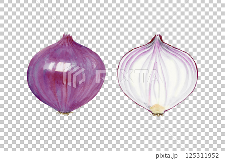 紫玉ねぎ　野菜 断面　水彩 イラスト 125311952