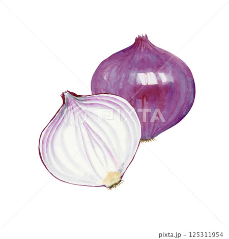 紫玉ねぎ　野菜 断面　水彩 イラスト 125311954