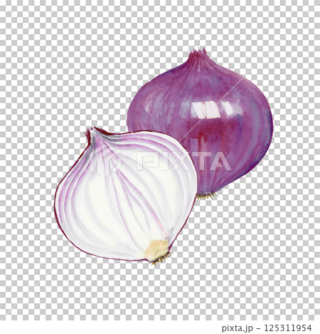 紫玉ねぎ　野菜 断面　水彩 イラスト 125311954