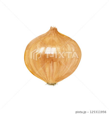 玉ねぎ　野菜　水彩 イラスト 125311956