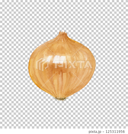 玉ねぎ　野菜　水彩 イラスト 125311956