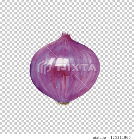 紫玉ねぎ　野菜　水彩 イラスト 125311960
