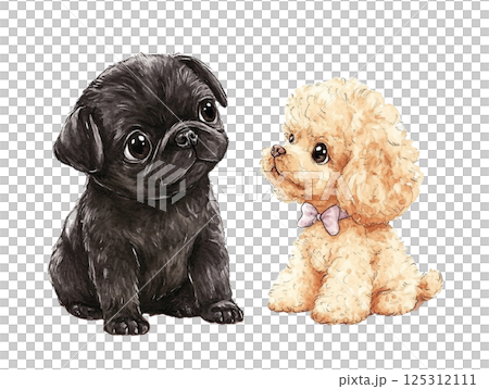 Pug and toy poodle puppies Pug and toy poodle puppies 125312111