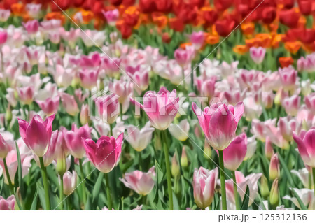 美しいチューリップの花 125312136