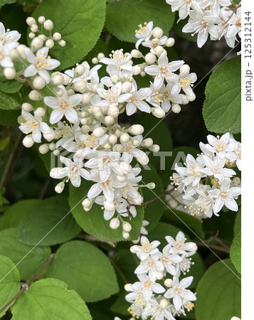 小さな白い丸葉空木の花、丸葉空木のクローズアップ写真、五弁の小さな白い花の咲く木、満開の白い小さな花 125312144