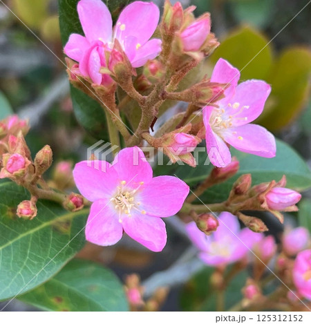 海の近くに咲く花、海岸近くに咲く花、ピンクと白が混ざっている様な色の花、花弁に厚みのある花、小さい花 125312152