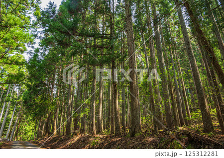 滋賀県湖北地方の針葉樹林　長浜市 125312281