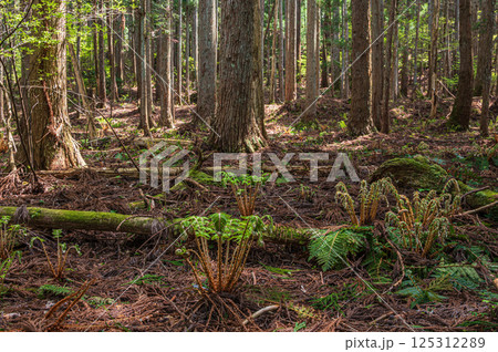滋賀県湖北地方の針葉樹林 林床に生えるシダ 長浜市 滋賀県湖北地方の針葉樹林 林床に生えるシダ 長浜市 125312289