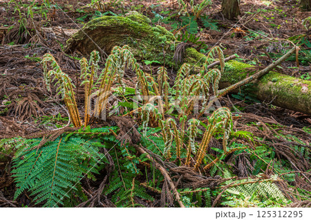 針葉樹林の林床に生えるシダ　滋賀県長浜市 125312295