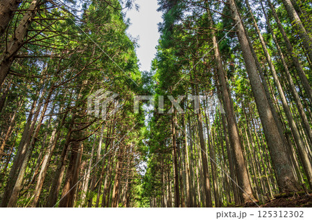 滋賀県湖北地方の針葉樹林 長浜市 滋賀県湖北地方の針葉樹林 長浜市 125312302