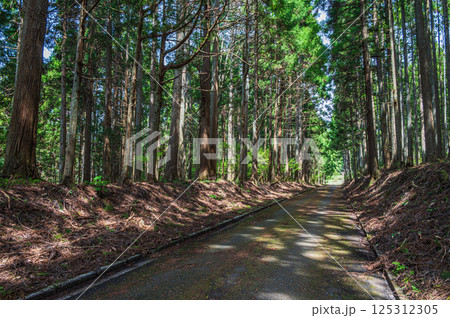 滋賀県湖北地方の針葉樹林 長浜市 滋賀県湖北地方の針葉樹林 長浜市 125312305
