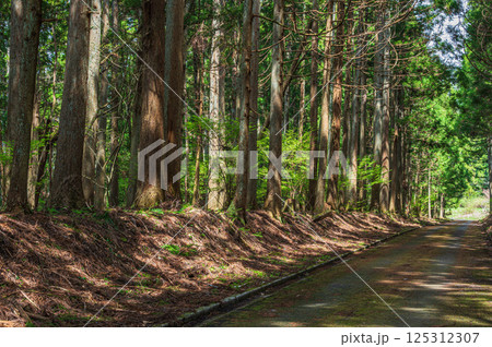 滋賀県湖北地方の針葉樹林　長浜市 125312307