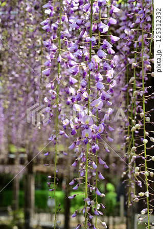 藤の花 藤の花 125312332