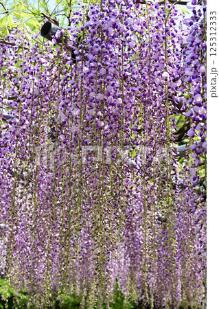 藤の花 藤の花 125312333