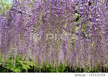 藤の花 藤の花 125312334