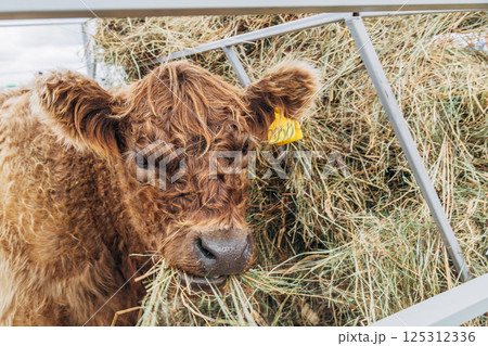Galloway cattle breed for meat production Galloway cattle breed for meat production 125312336