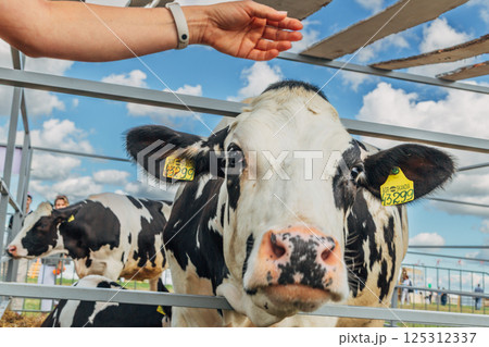 Close up of a young holstein cow licking a hand Close up of a young holstein cow licking a hand 125312337