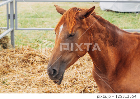 portrait shot of chestnut horse with flaxen mane portrait shot of chestnut horse with flaxen mane 125312354